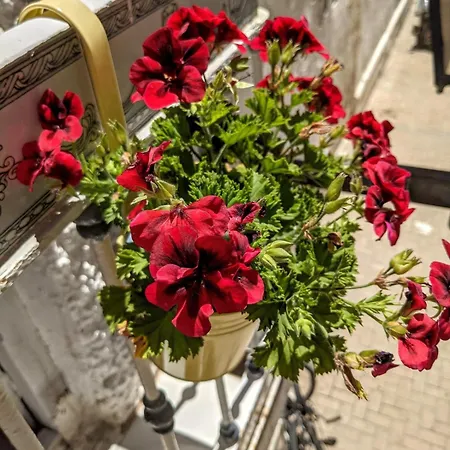 Townhouse With Amazing Rooftop Terrace Holiday home Malaga